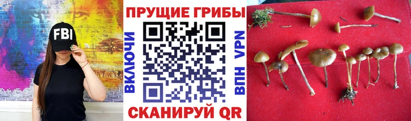 Купить где  Комсомольск-на-Амуре  Галлюциногенные грибы Cubensis 